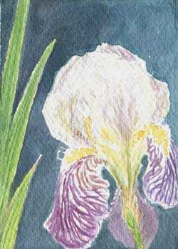 "Translucent Iris" by Claire Mangasarian, Madison WI - Watercolor